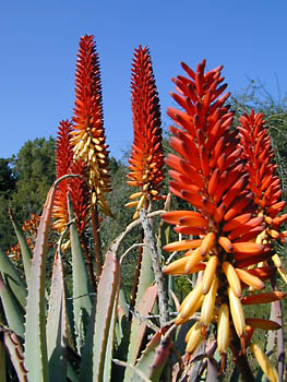 aloe bloom closeup: 