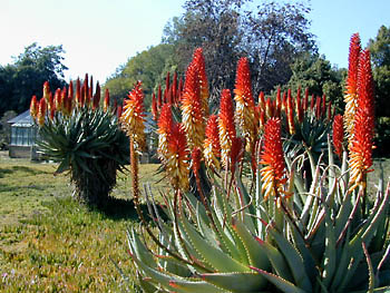 aloe bloom far: 
