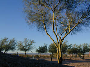 AZ tree: 