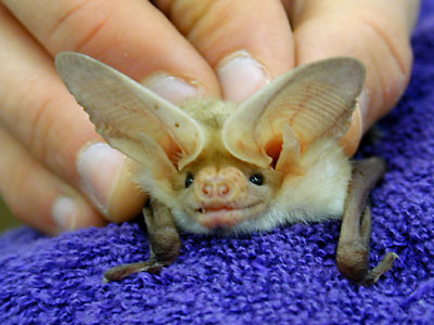 bat close up: 