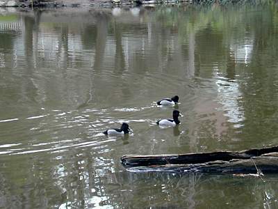 ducks: