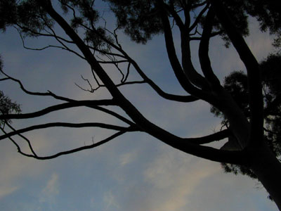 eucalyptus:
