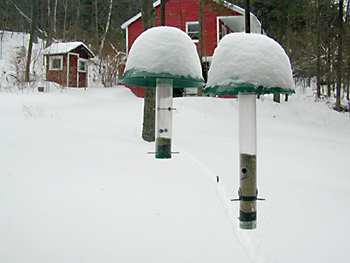 Feeder Snow: 