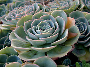 succulent closeup: 