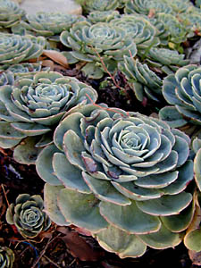 succulent closeup vert: 