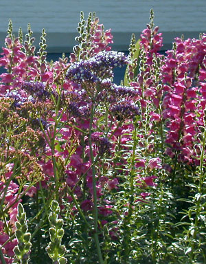 Flowers: 