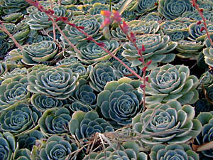 succulent backlit: 