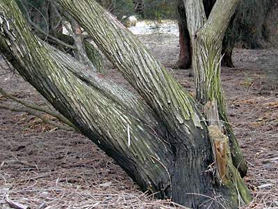 gnarled: