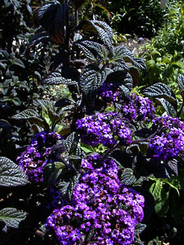 hyacinth black beauty: 