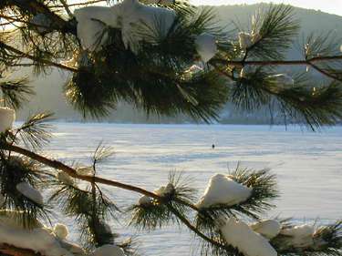 Icefisher Pine Snow: 