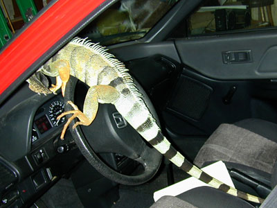 iguana 1: