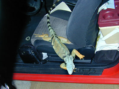 iguana 3: