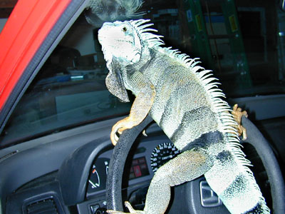 iguana 2: