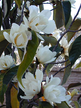 michelia: 