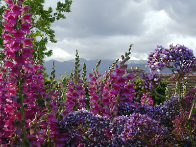 Mimi Flower Wilson: Flowers with Mount Wilson in the background