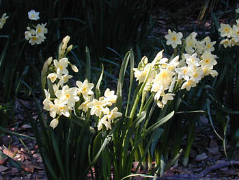 narcissus: 