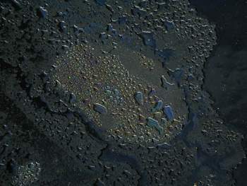oil slick: