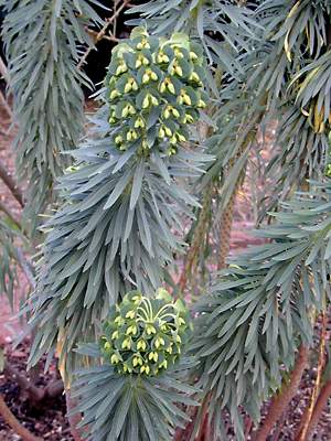 pattern plant leaves: