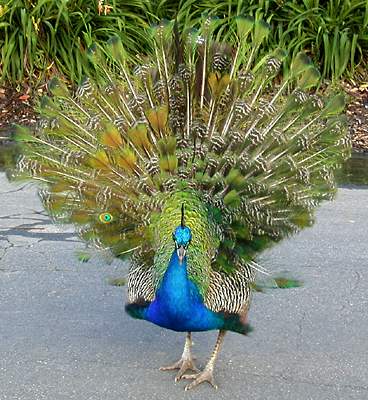 peacock strut: