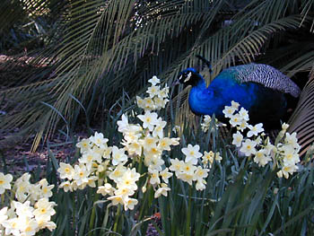 peacock narcissus: 
