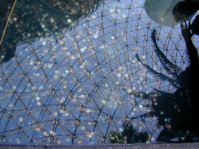 pennies fountain reflect: 