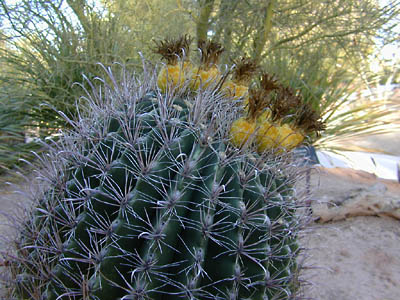 pineapple cactus: 