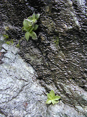 plant wet rock: