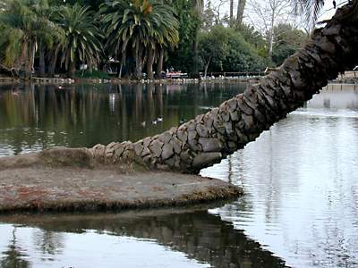 pond palm diag:
