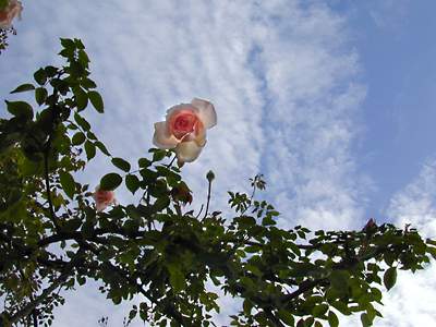 rose trellis sky: