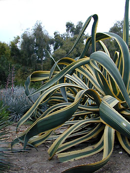 serpentine plant: 