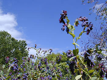 shrimp flower and sky: 
