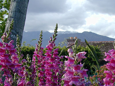 Snap Dragon Wilson: Flowers with Mount Wilson in the background