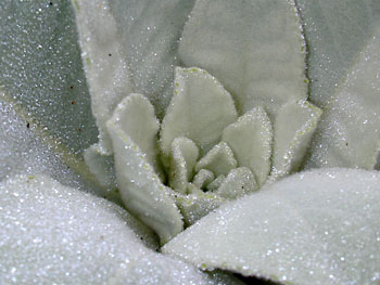 soft plant dewdrops: 