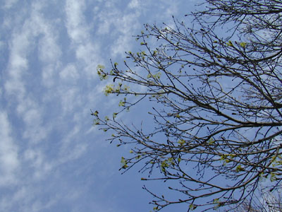spring bud: