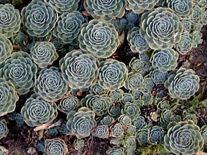 succulent flowers: 