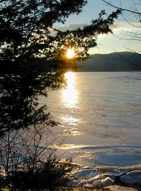 Sun Pine: 