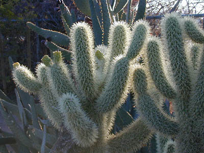 teddy bear cholla: 