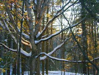 Tree Backlit Driveway: 