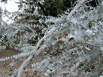tree leaves: