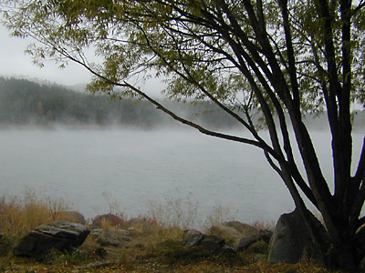 tree misty water: 