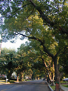 tree street: 