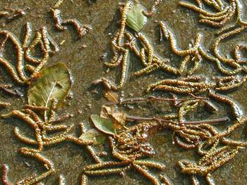 treeworm 2: