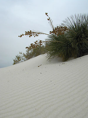 white sands: 