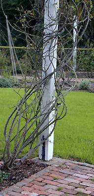 wrapped trellis: