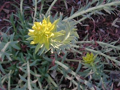 yellow flower: 