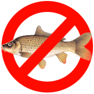 carp.gif: 