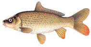 carp.