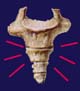 Coccyx. Not a name for a band, huh?