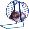 hamster.gif: hamster