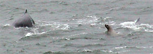 humpback: humpbacks and seal